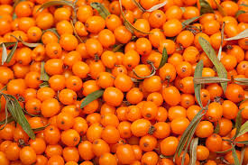 Sea Buckthorn